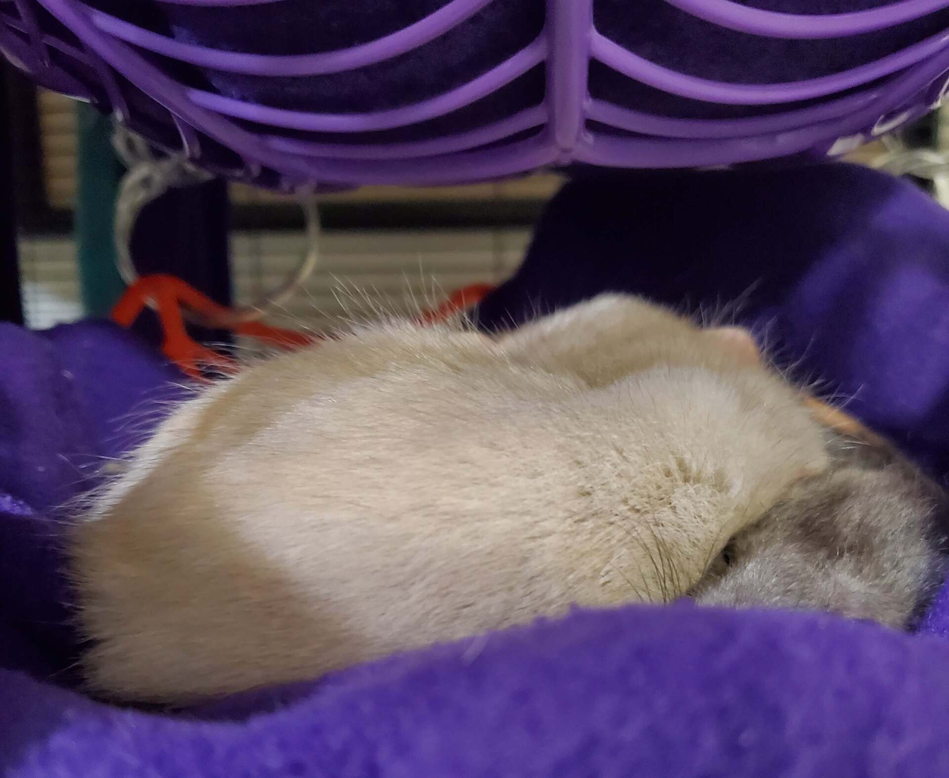 white rat and gray rat sleeping in a basket