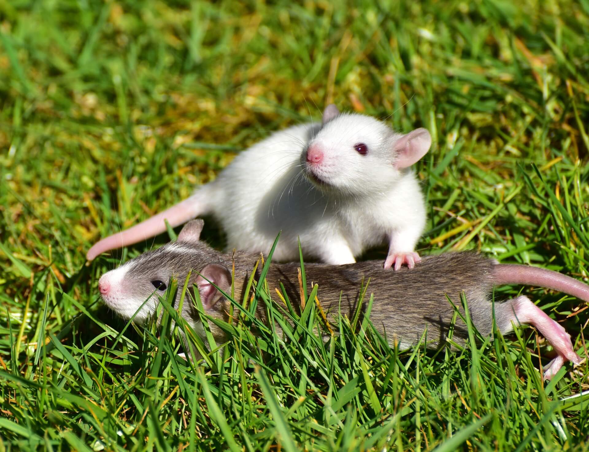 two rats as pets playing in the grass