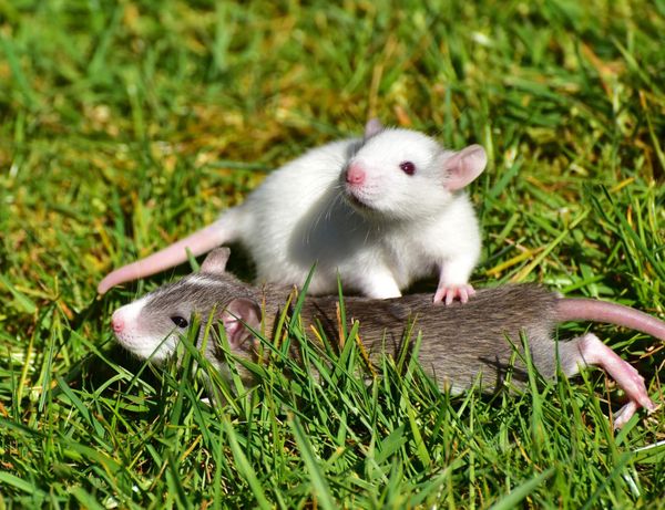 two baby rats from rat breeders playing in grass