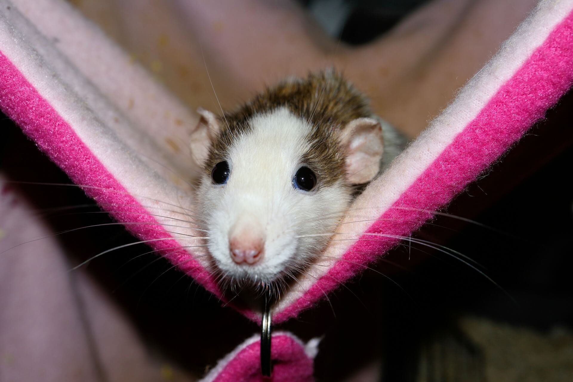brown and white rat in a pink hammock