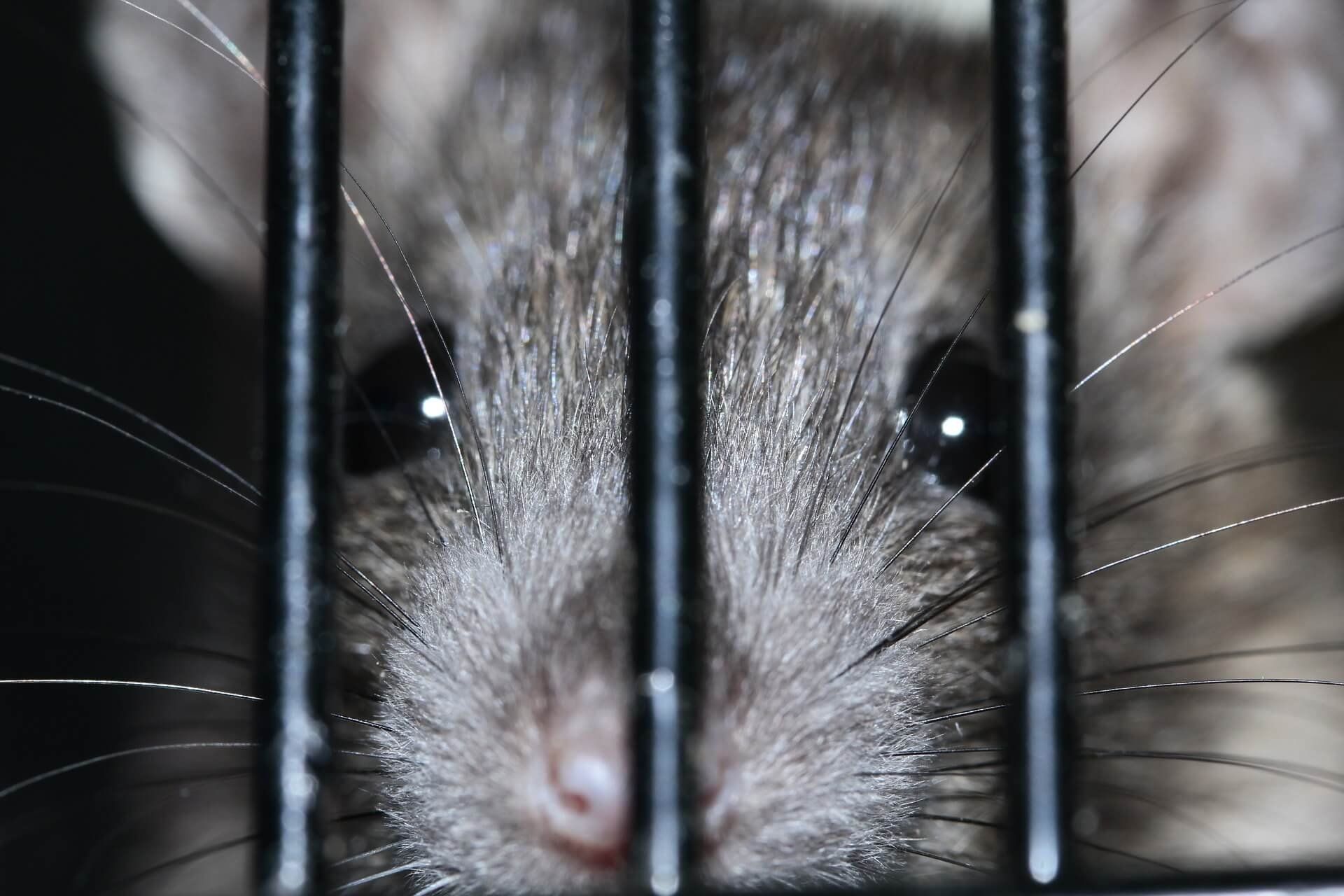 rat behind metal cage bars