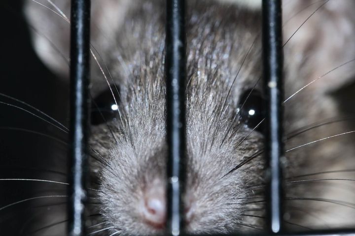 grey rat behind bars