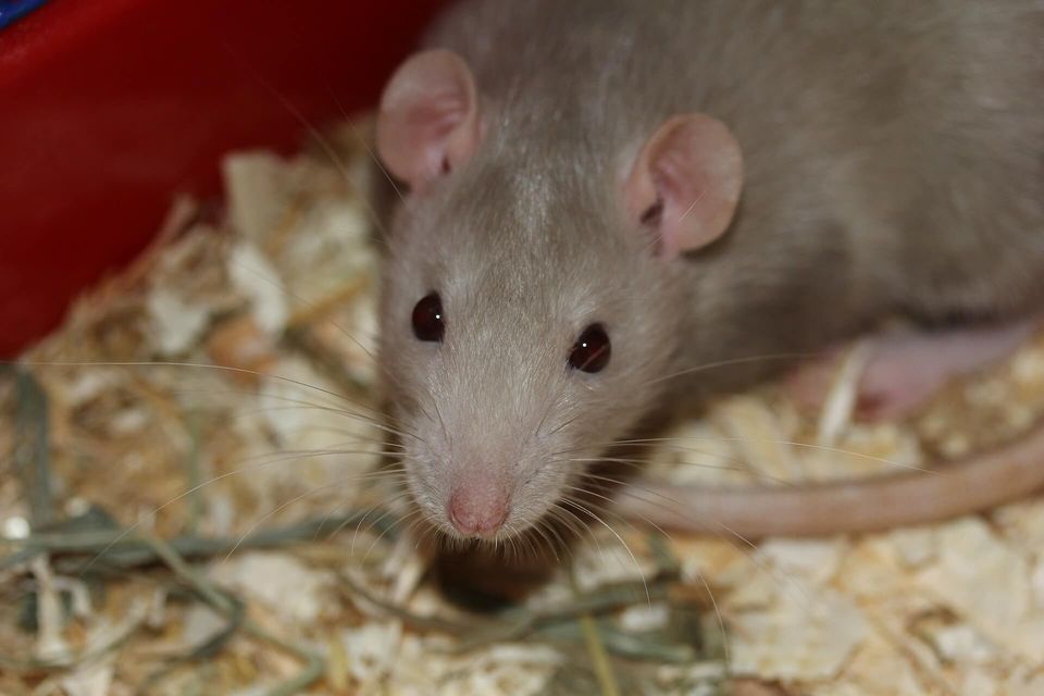 grey rat in a cage