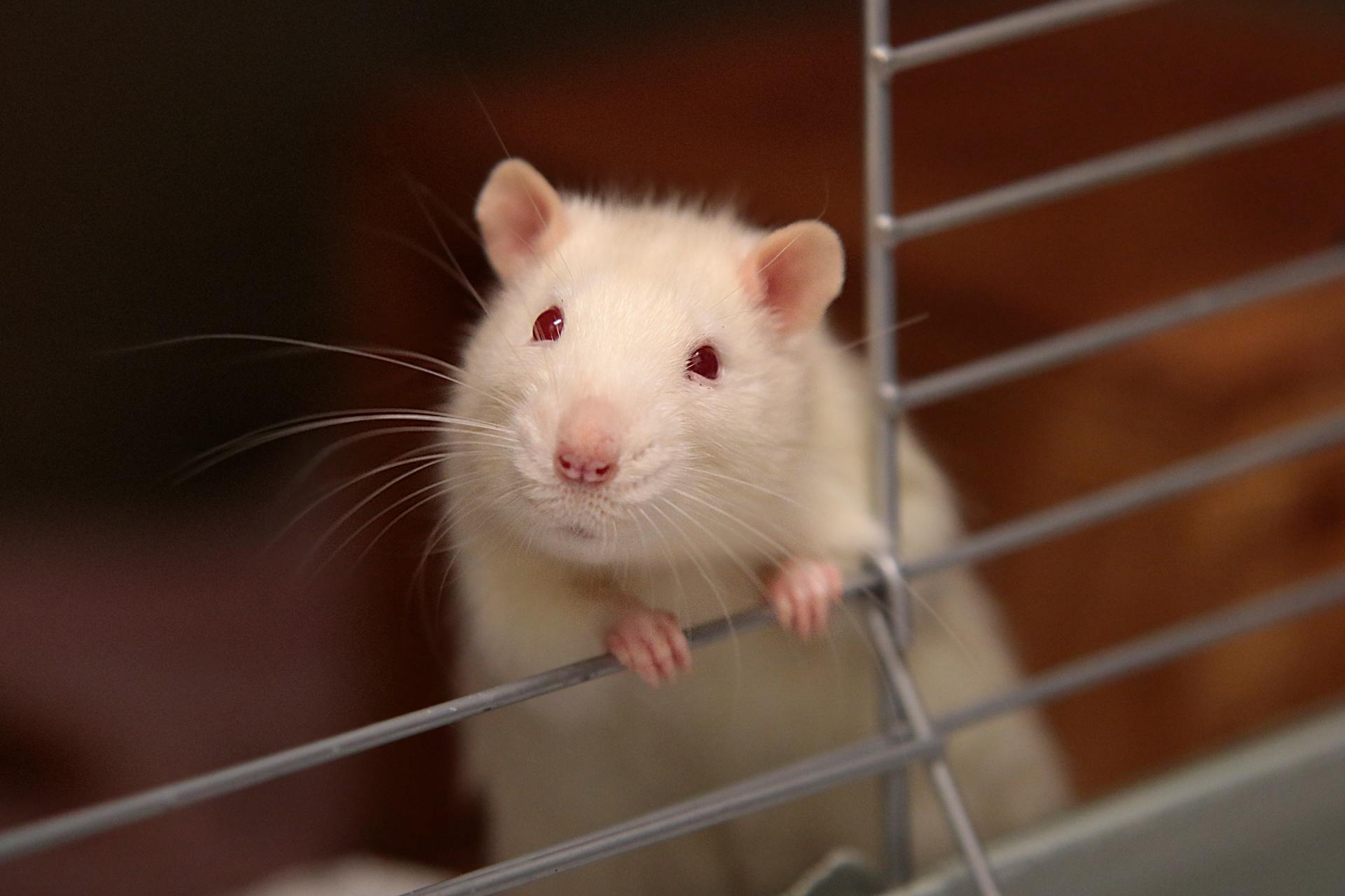 white rat with red eyes looking out of a metal cage