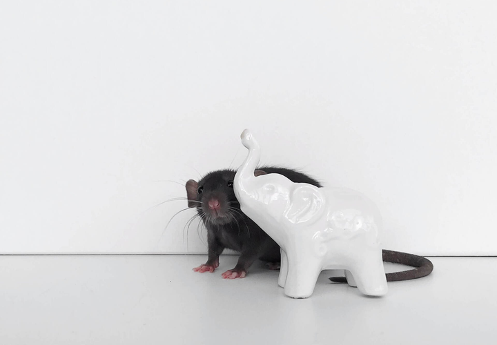 black dumbo eared rat hiding behind a white porcelain elephant