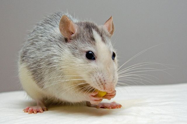 grey and white rat from rat breeders eating