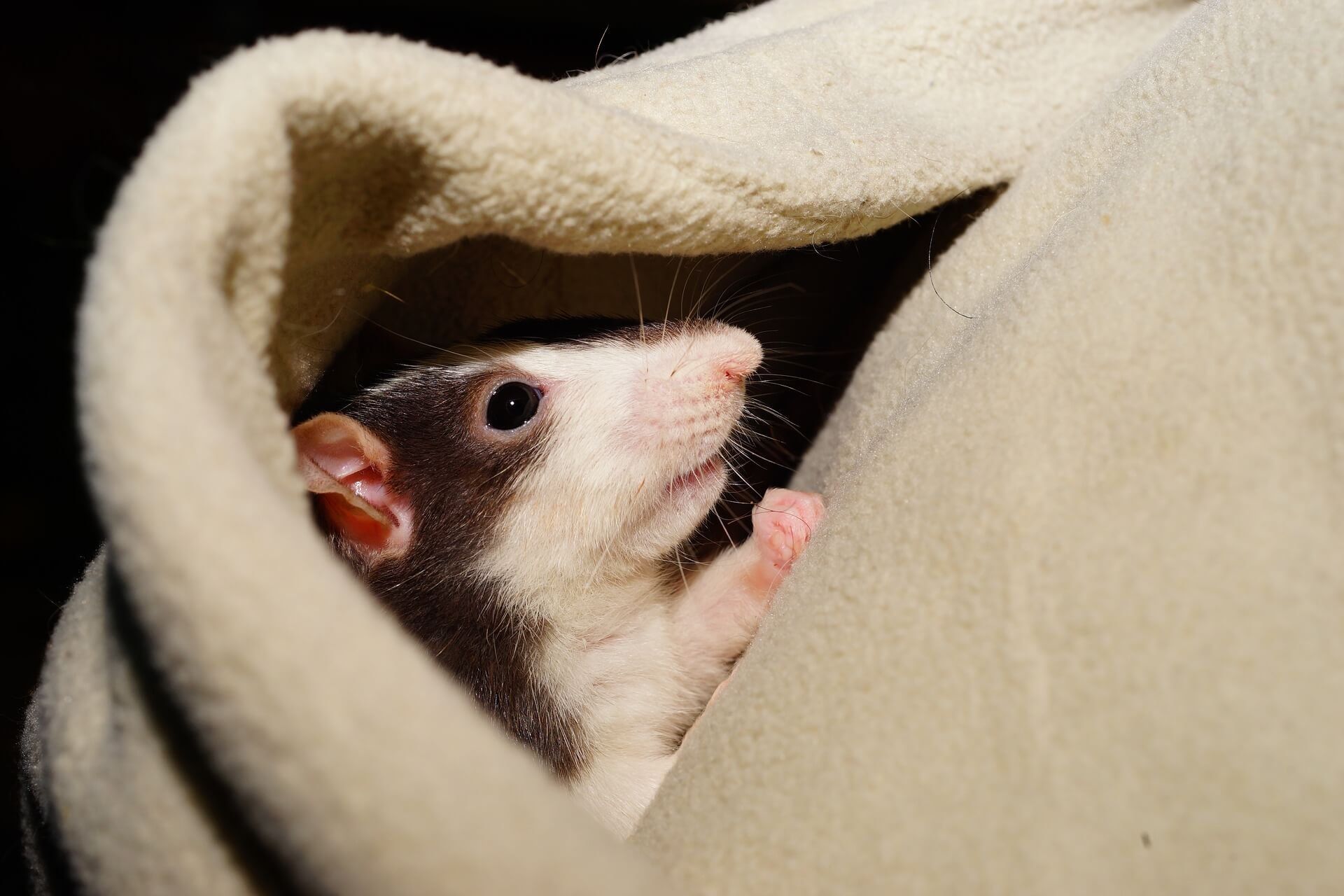 black and white rat snuggled in a blanket