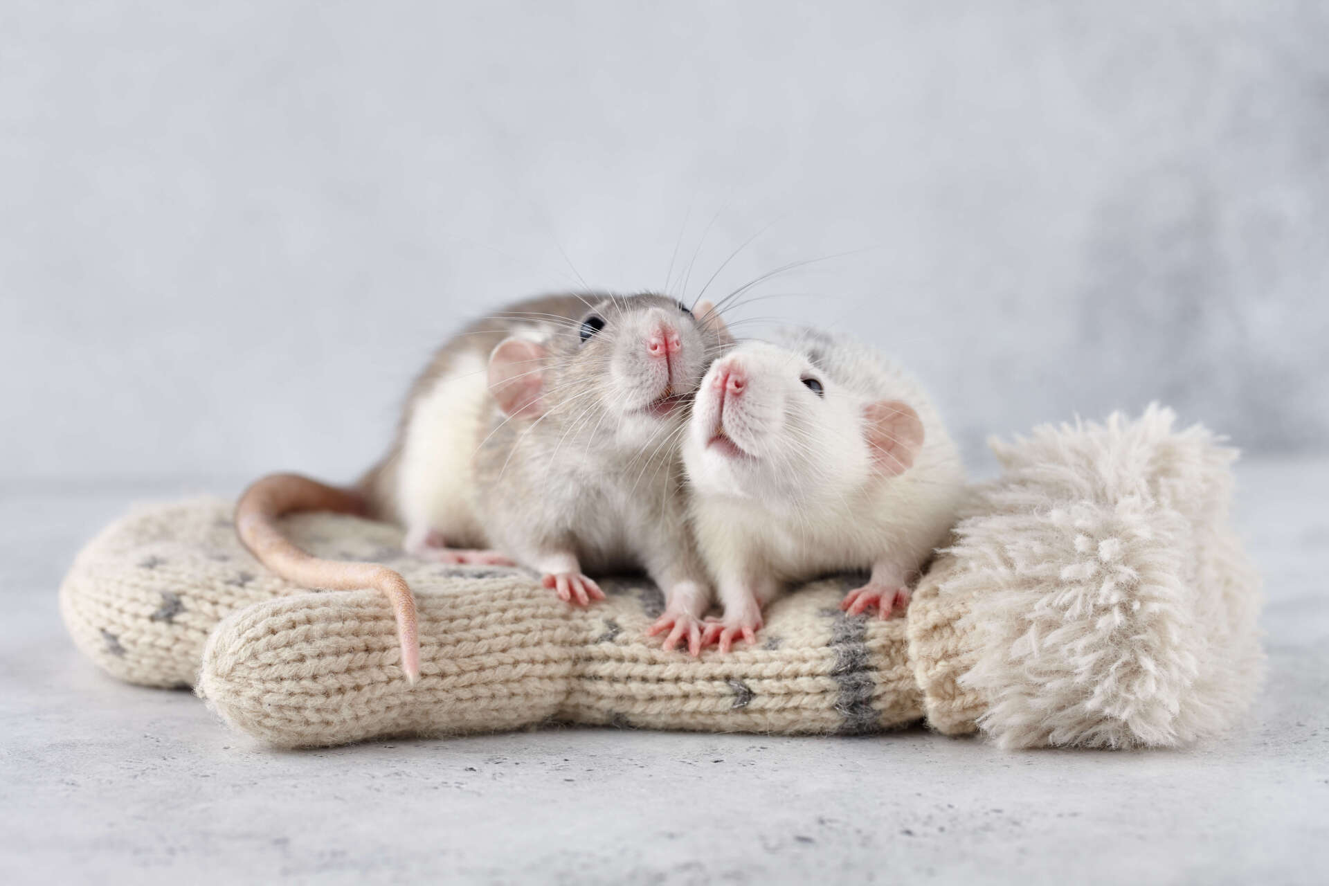 two white and gray rats on a white mitten