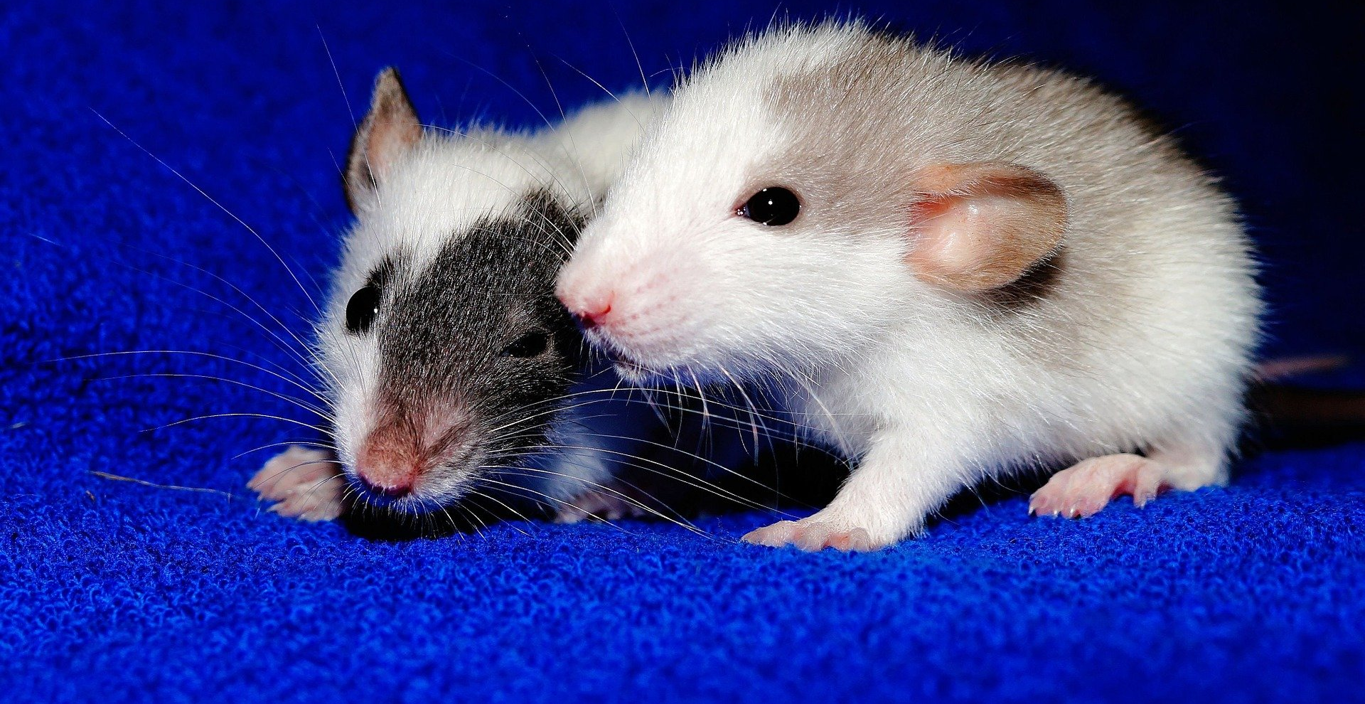 two baby rats on a blue fleece blanket