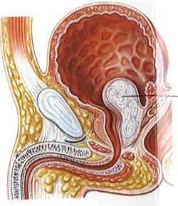 Sezione interna dell'organo genitale maschile