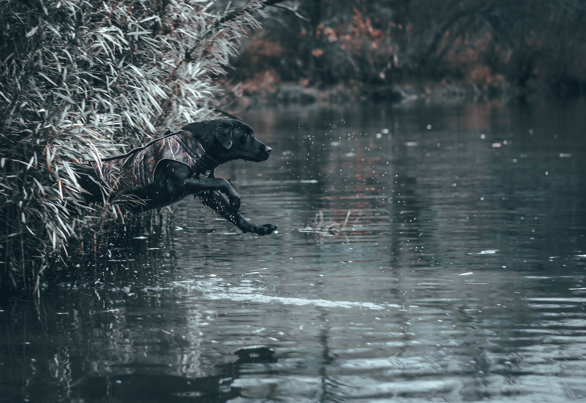 A black dog is jumping into a body of water.