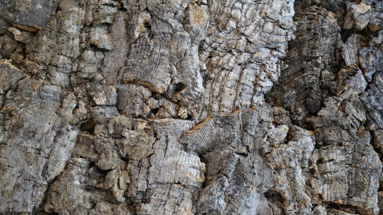 Un gros plan de l'écorce d'un tronc d'arbre.