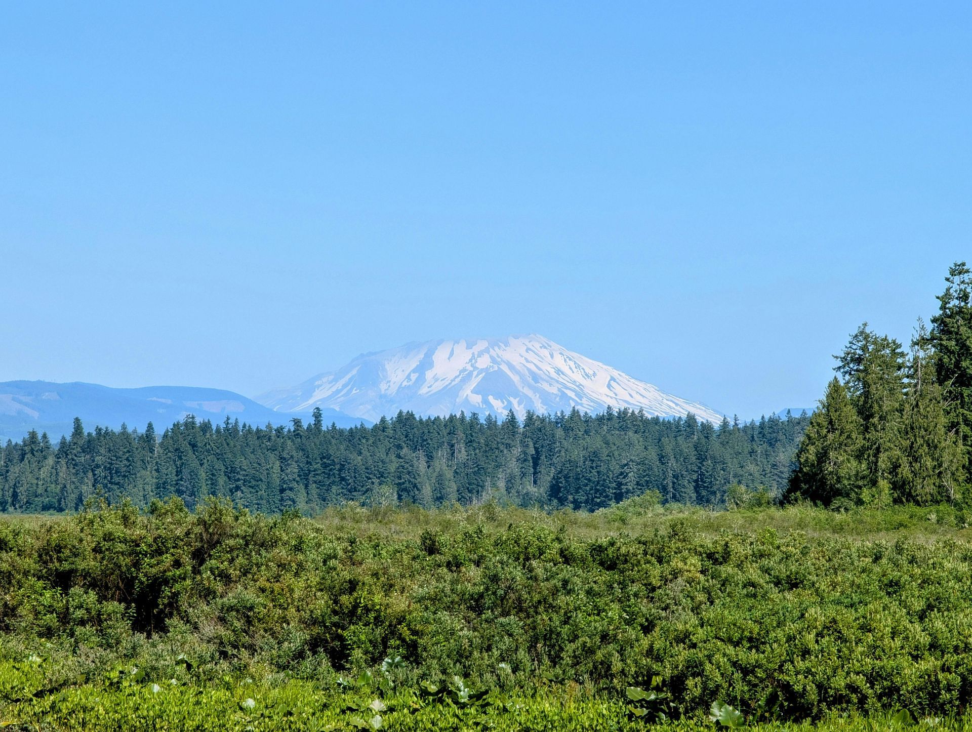 Snow-capped mountain rising above a dark green forest, under a bright blue sky.