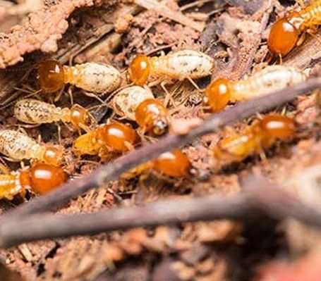 1 Termite Control Company In San Diego Free Termite Inspection Sd