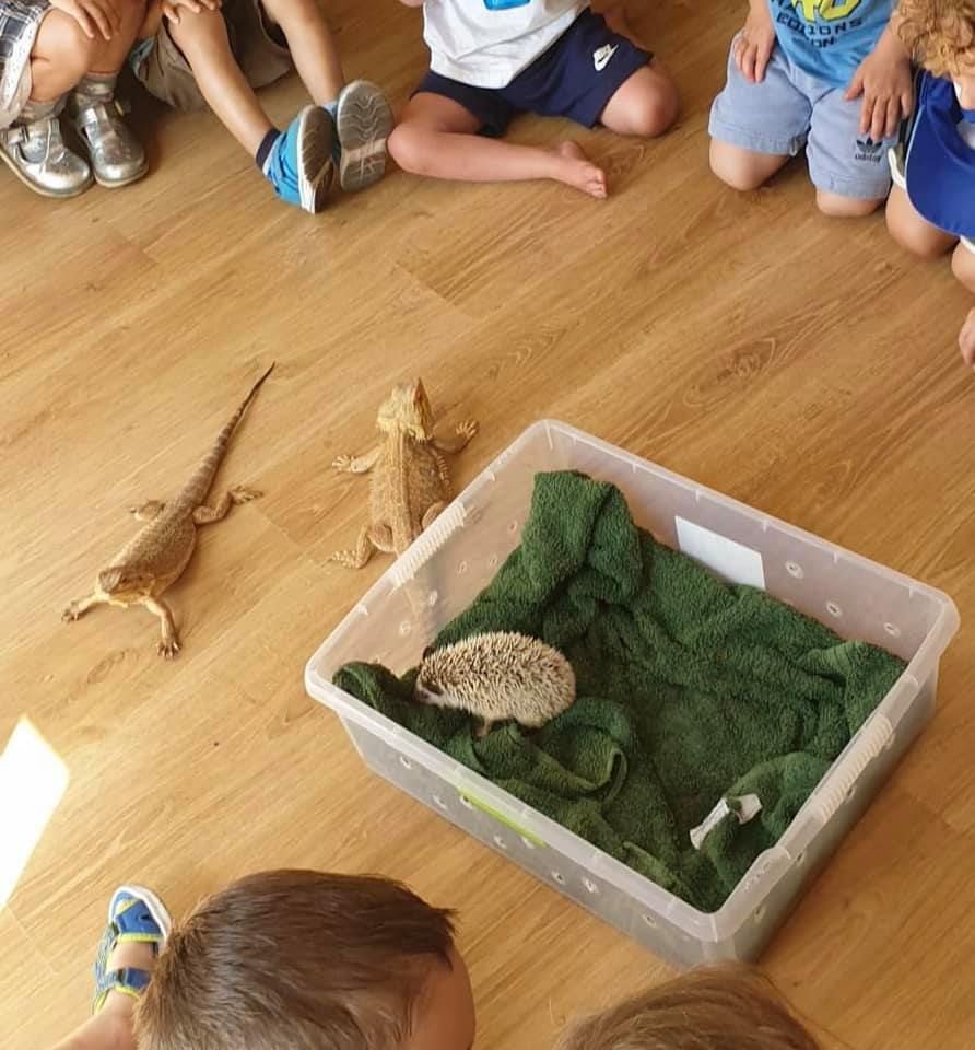 A group of children are sitting around a box with a hedgehog in it