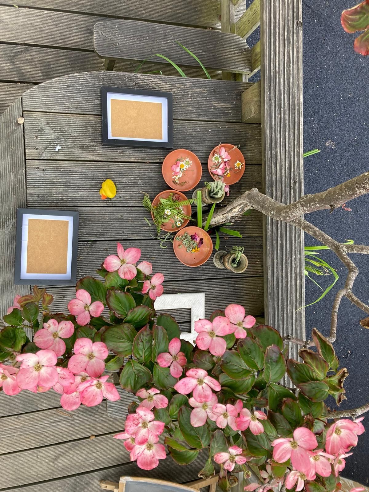 A potted plant with pink flowers sits on a wooden table