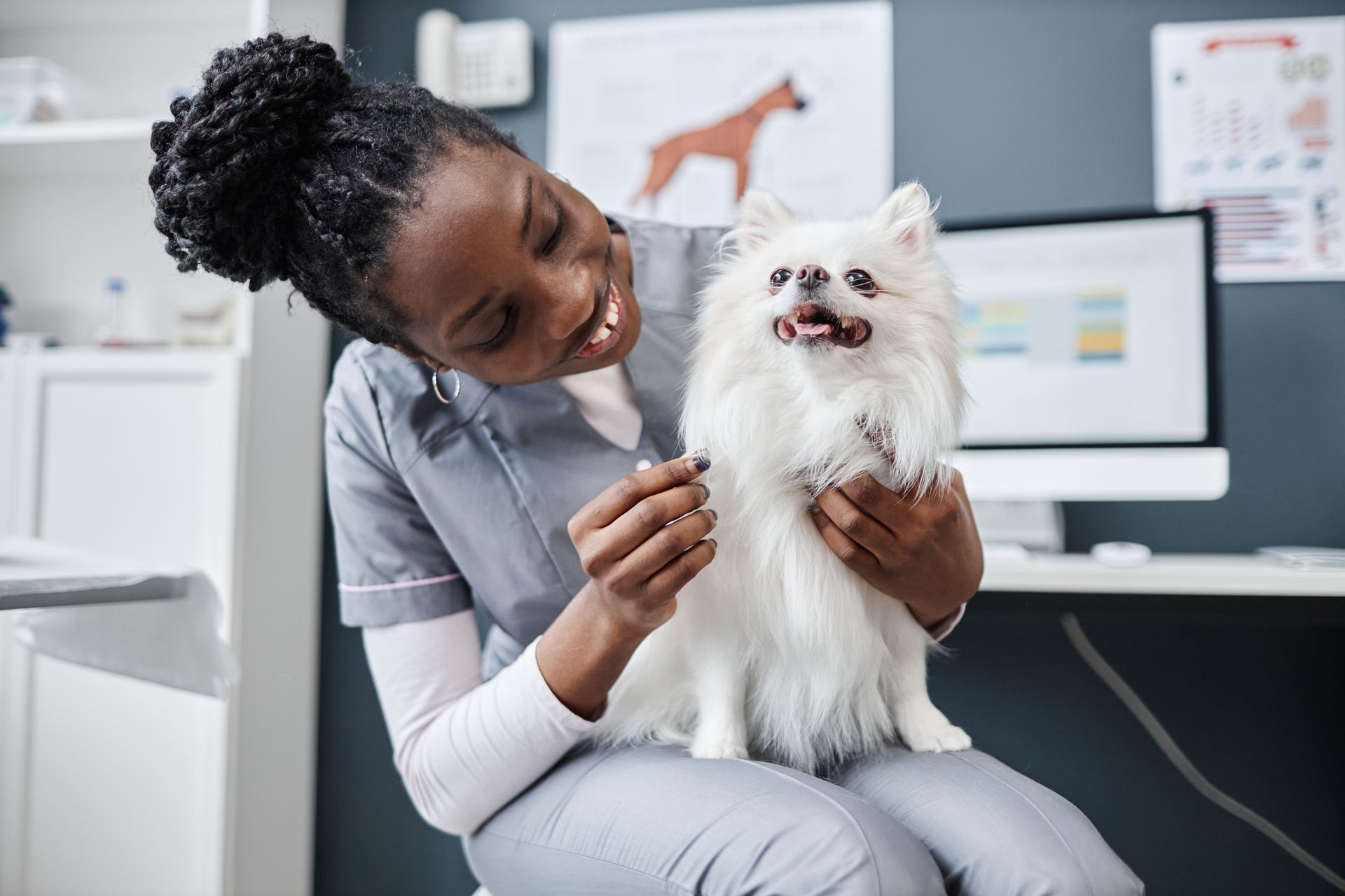 A female veterinarian is holding a small white dog in her lap.
