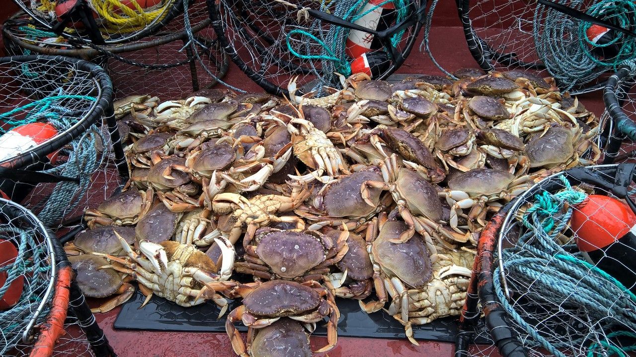 A bunch of crabs are sitting on top of each other on a table.