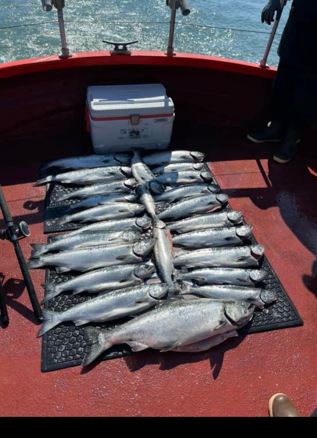 A bunch of fish are laying on the deck of a boat