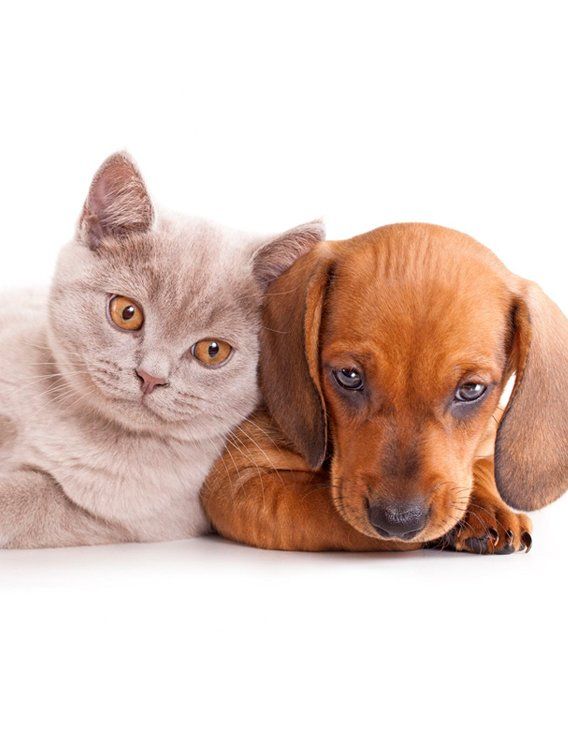 Pet Friendly Deville