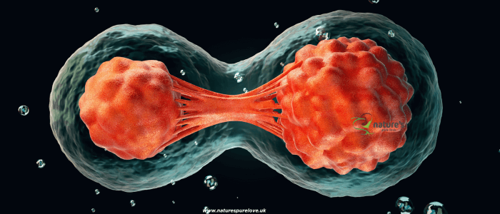 A cell regenerating