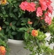 A pot filled with pink and orange flowers and green leaves.
