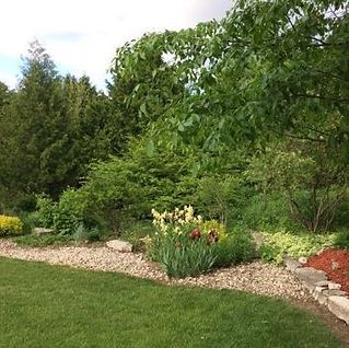 A lush green garden filled with lots of plants and trees.