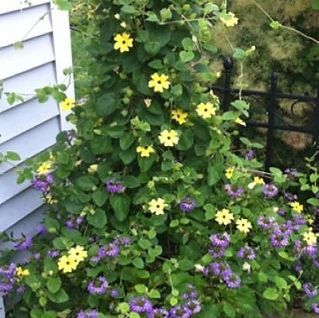 Purple and yellow flowers are growing in front of a white house