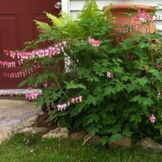 A garden with flowers and ferns in front of a red door.