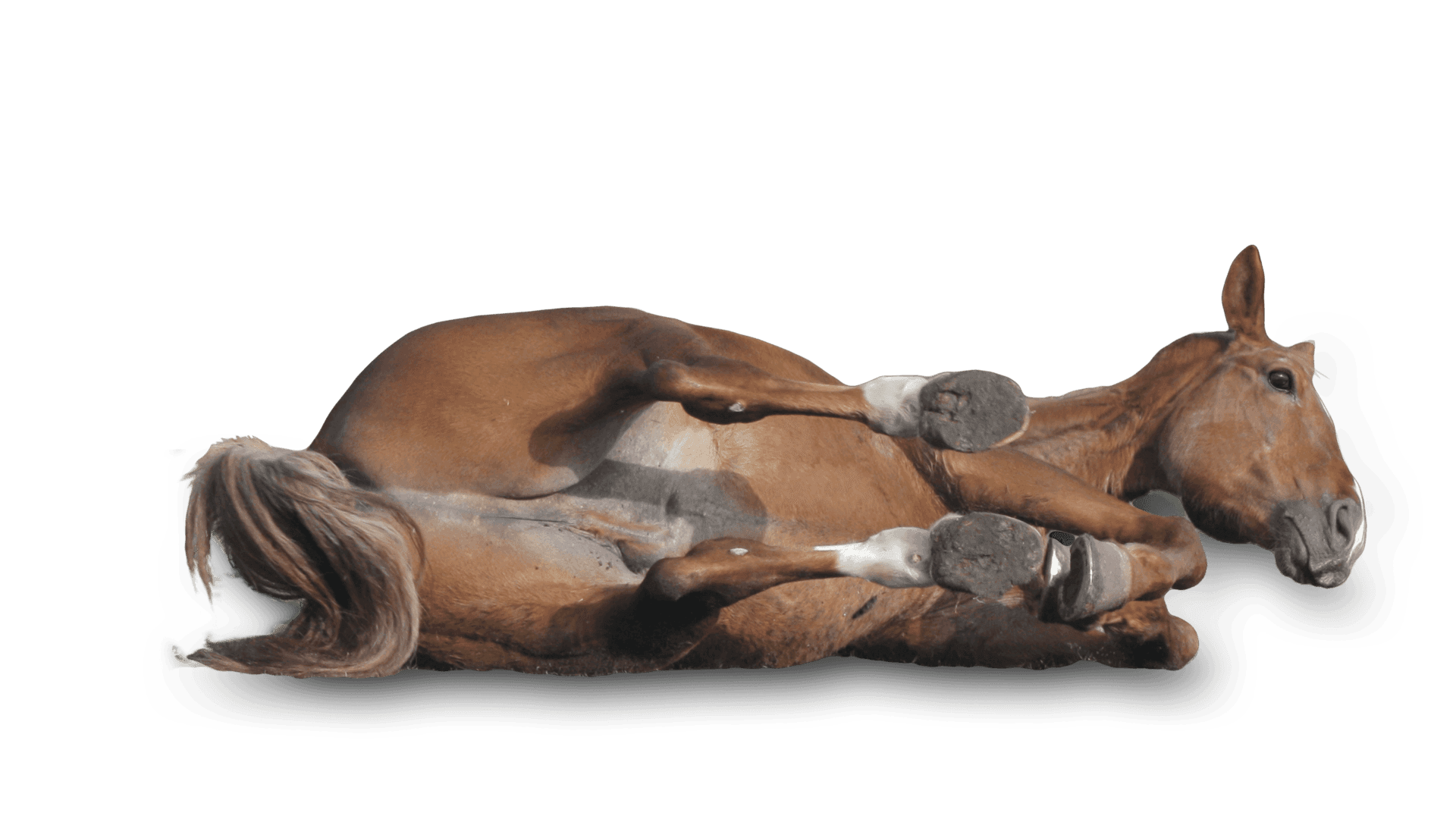 Activiteiten archief manege EEPM Activiteiten archief manege EEPM