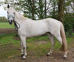 Pony Esmee is een mooie witte merrie