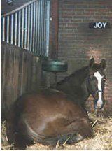 RIP paard Joy
