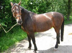 RIP Manegepaard Latina