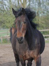 RIP manegepaard Oceana