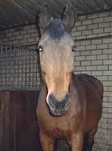 RIP paard Luna
