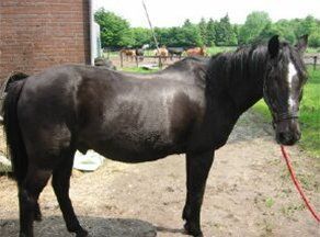RIP pony Blacky