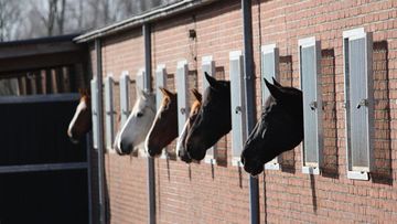 Paardenpension Eindhoven bij de EEPM stallen