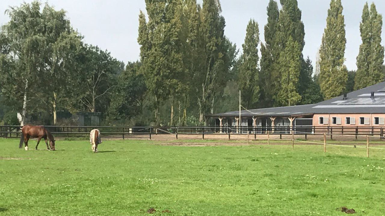 Weidegang voor pony en paard in kleine groepjes of kudde