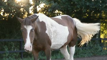 Stichting paardrijden Gehandicapten Oost-Brabant bij manege EEPM