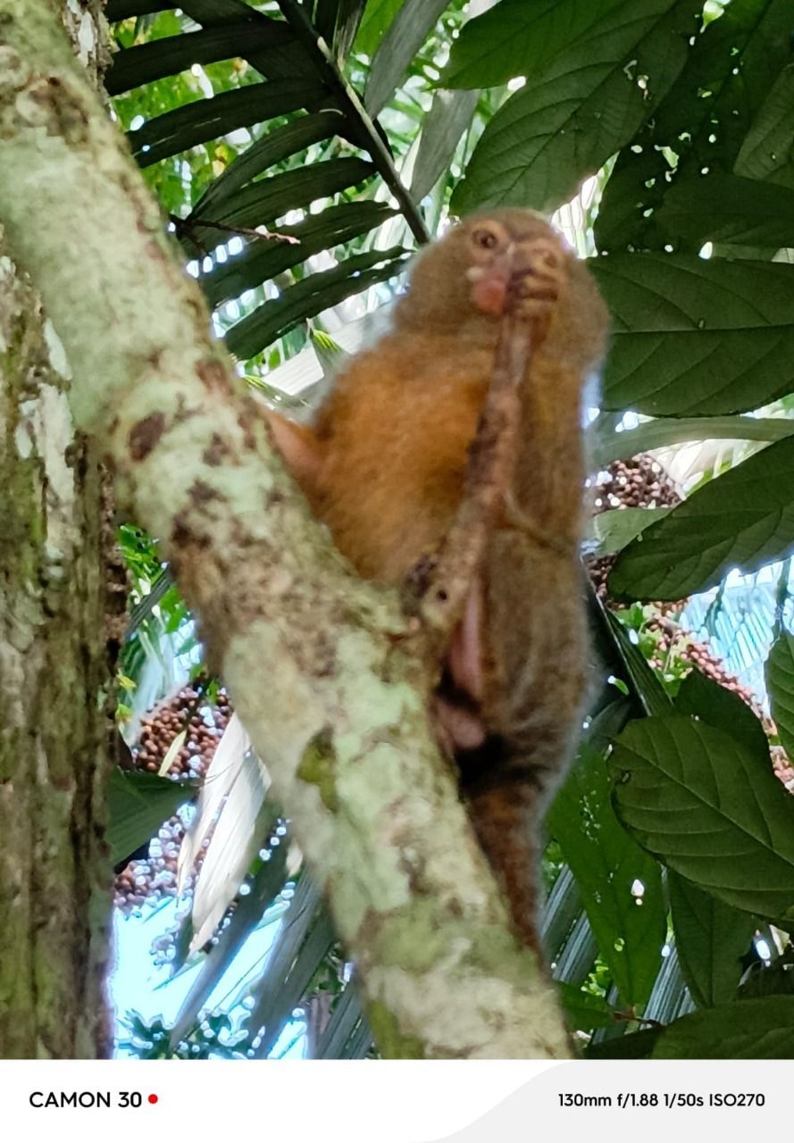 Tití pigmeo posado en la rama de un árbol, mirando hacia arriba con una expresión neutra, en un entorno de jungla verde.