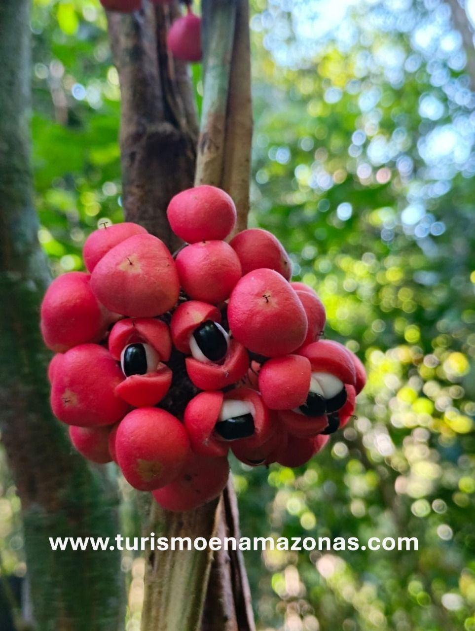 Racimo de bayas de guaraná de color rojo brillante con semillas negras, que crecen en la rama de un árbol en un bosque.