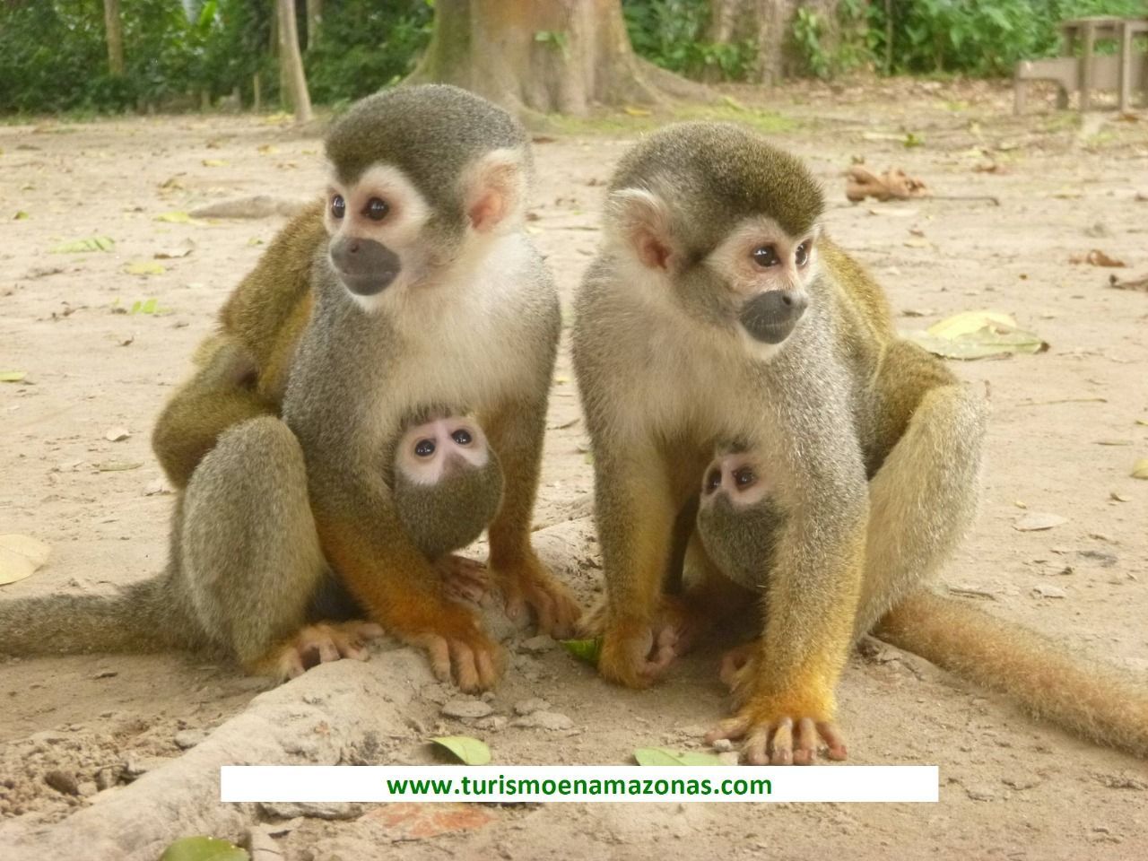 Dos monos ardilla con crías aferradas a sus pechos, sentados en la tierra.