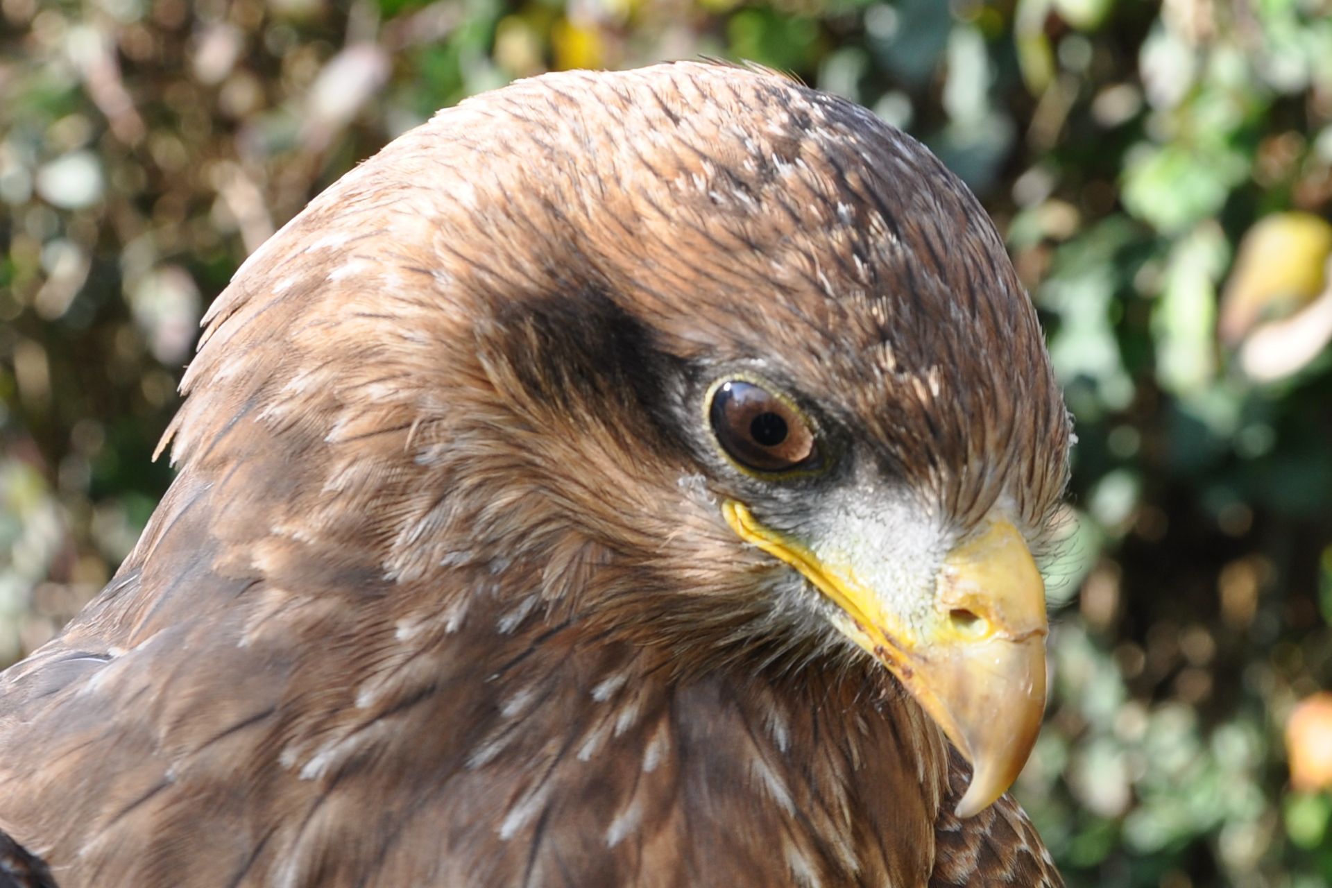 A close up of a bird 's face with a yellow beak