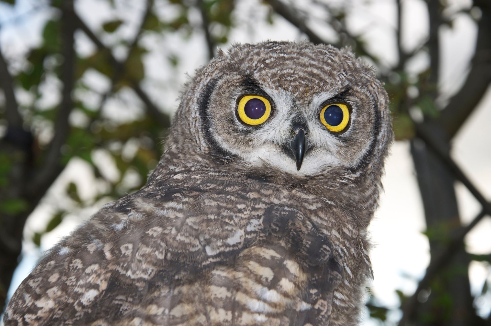 A close up of an owl with yellow eyes looking at the camera