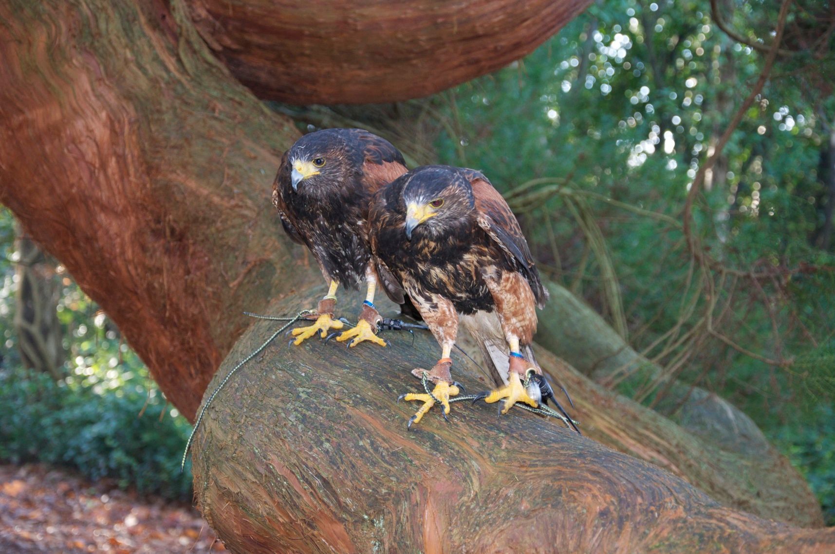 Two birds are perched on a rock in the woods.