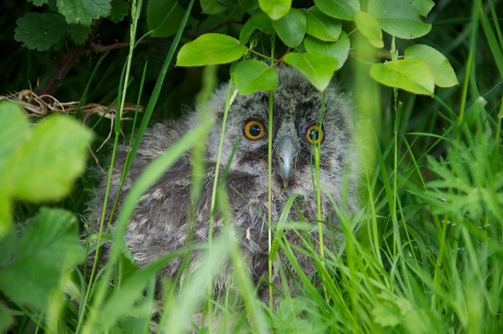 A baby owl is sitting in the grass looking at the camera.