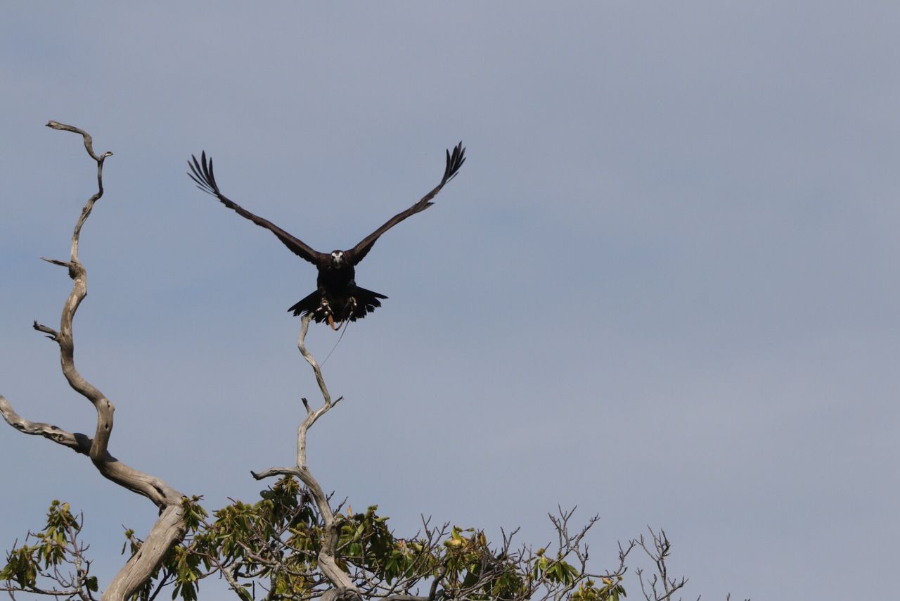 A bird is flying over a tree branch with its wings outstretched