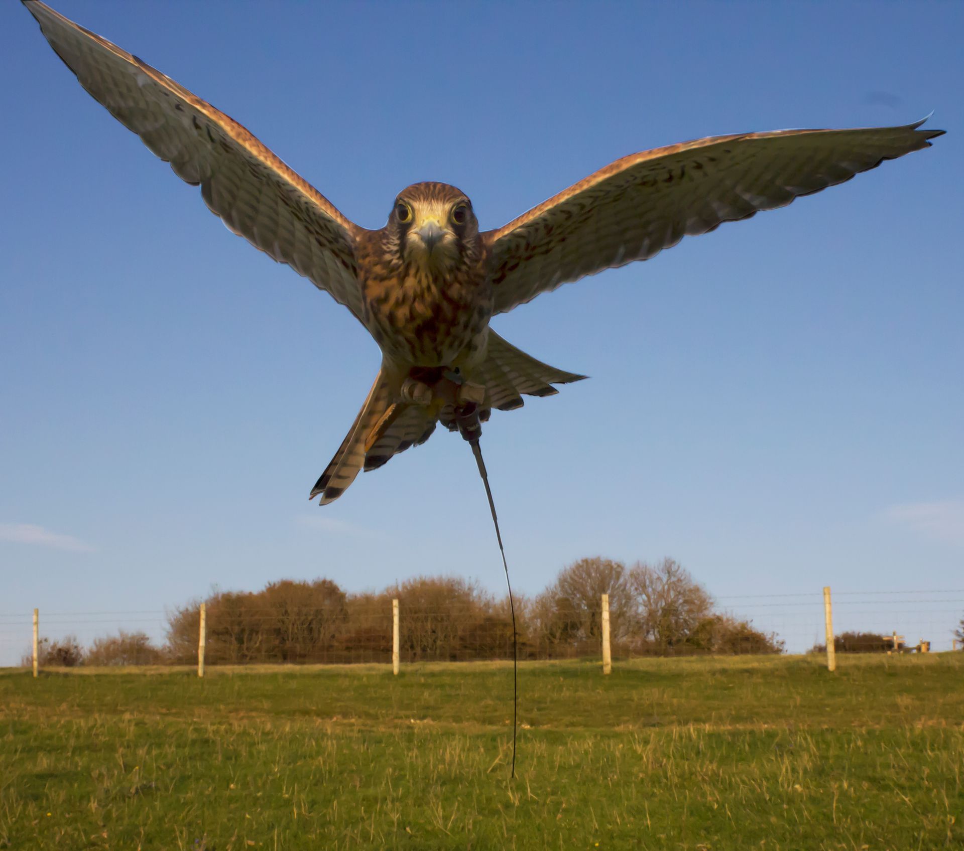 A bird is flying over a grassy field with its wings spread