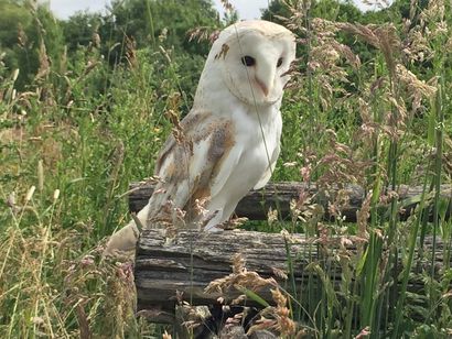 A barn owl is perched on a log in the grass.