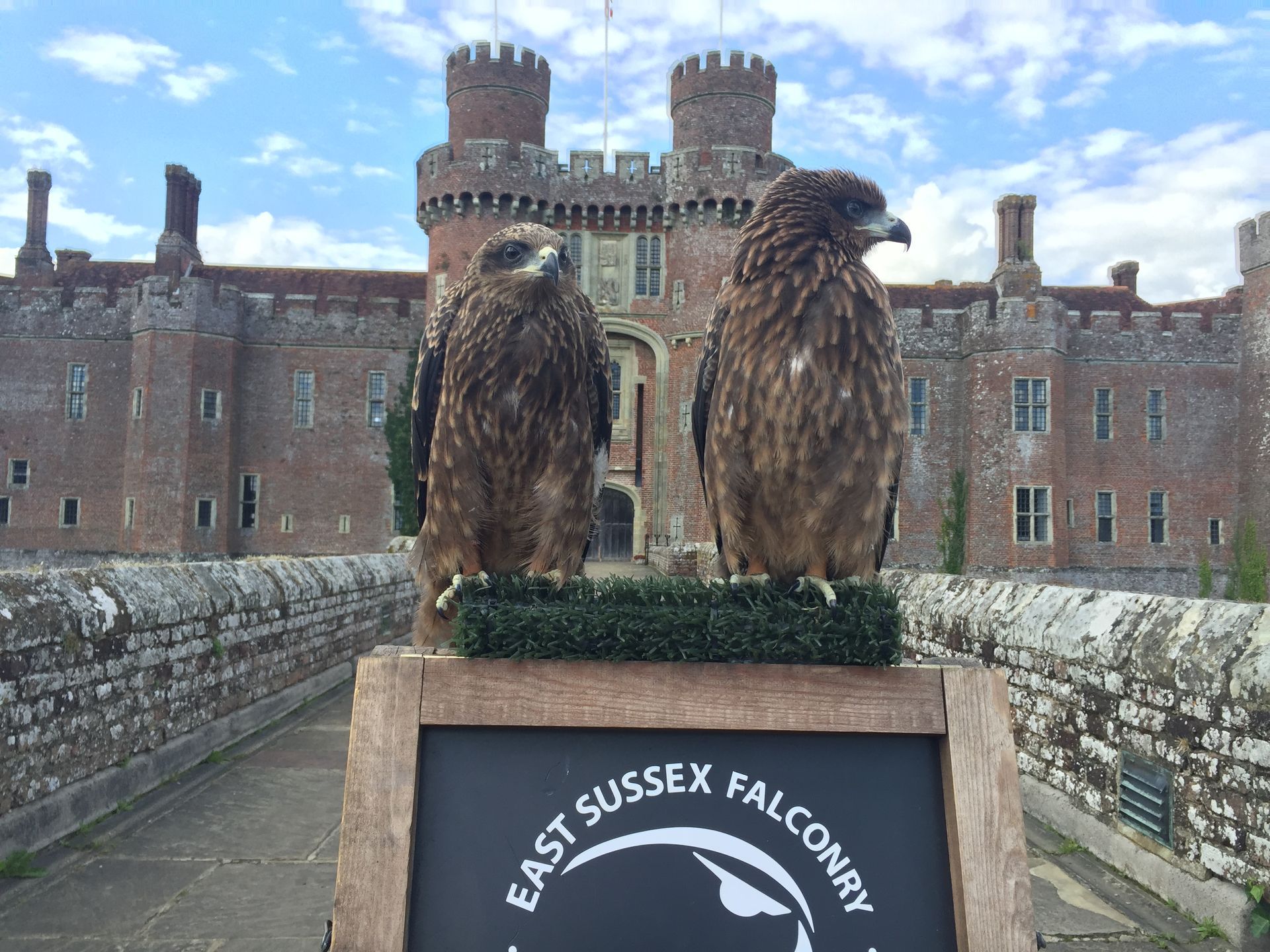 Two birds sitting on top of a sign that says east sussex falconry